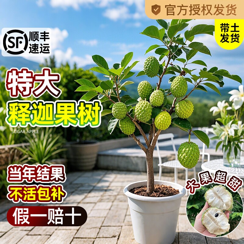 释迦果苗树带果凤梨奶油黄龙嫁接果树果苗庭院南方种植盆栽地栽苗