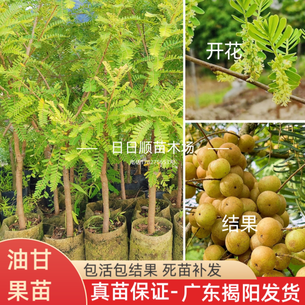潮汕油甘果苗嫁接崩坎狮头甜种油甘树苗柿饼甜赤皮余甘果树