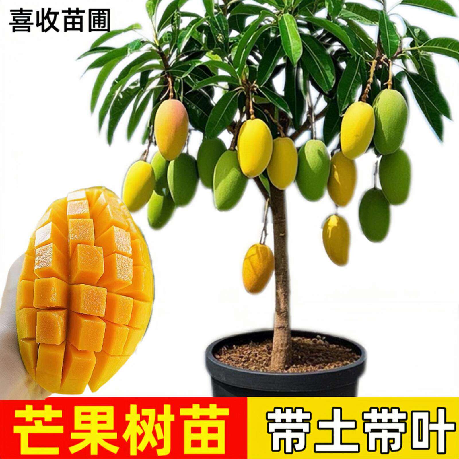 嫁接芒果苗树特大四季芒果树苗金煌贵妃芒果树当年结果地栽盆栽
