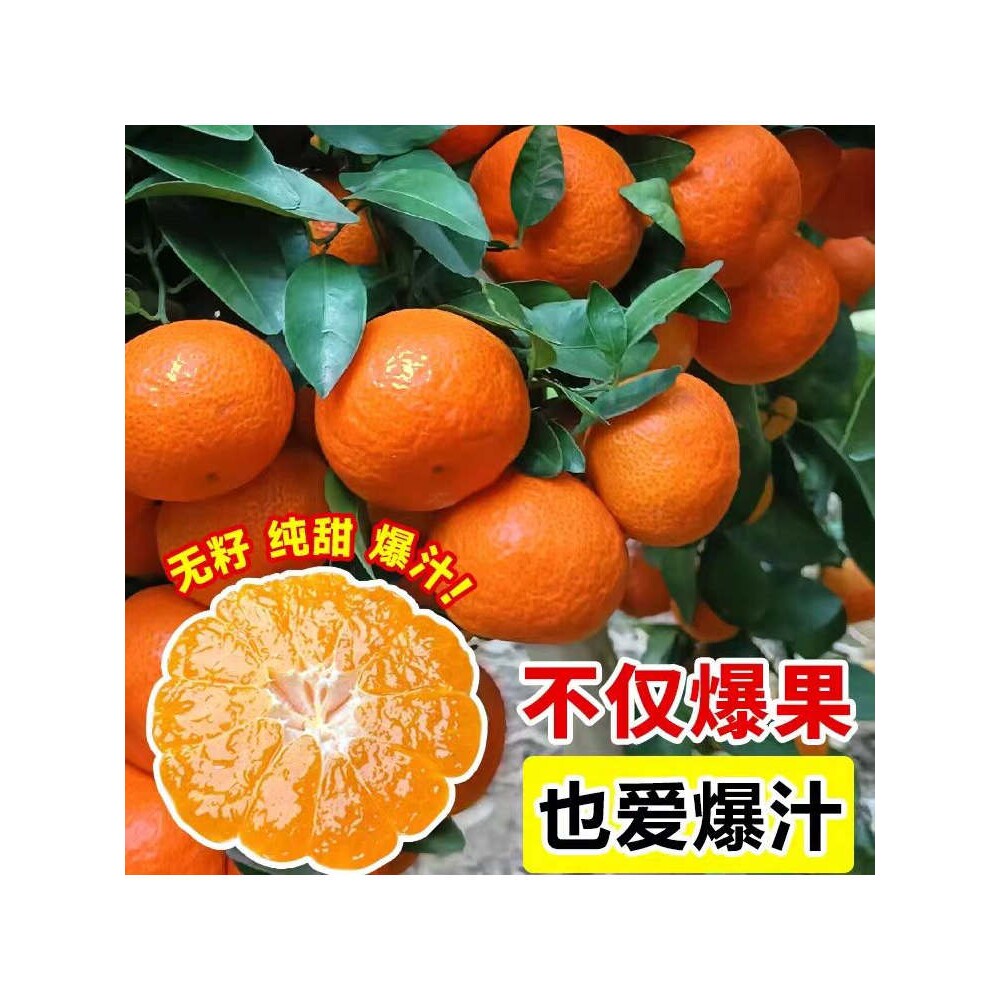 无核砂糖橘树苗嫁接砂糖桔子苗无籽砂糖橘苗砂糖桔树苗南方果树苗