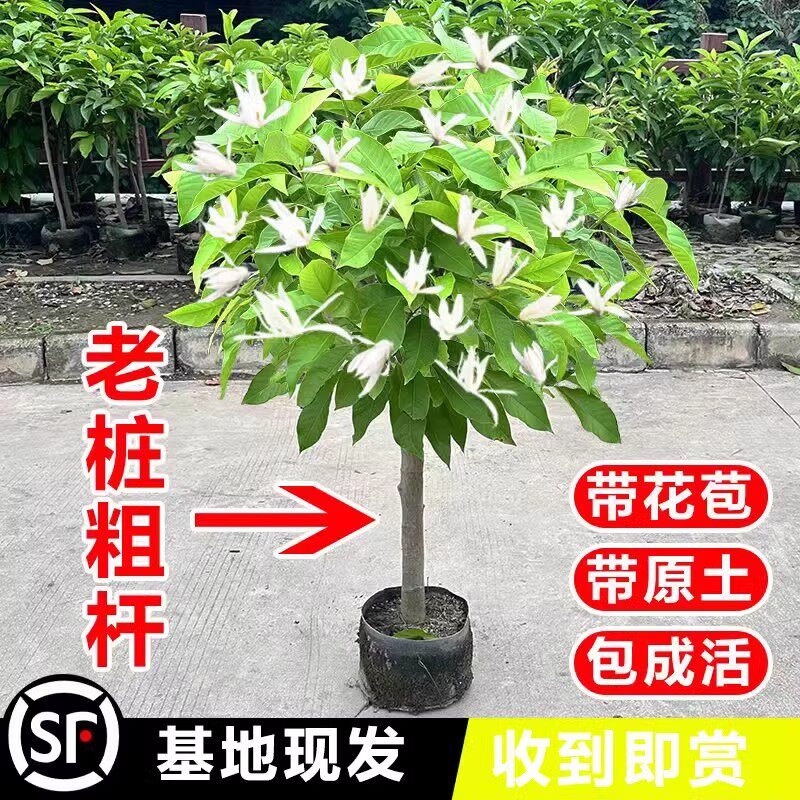 白兰花玉兰花树苗带花苞矮化老桩盆栽植物紫黄角兰四季常青绿植