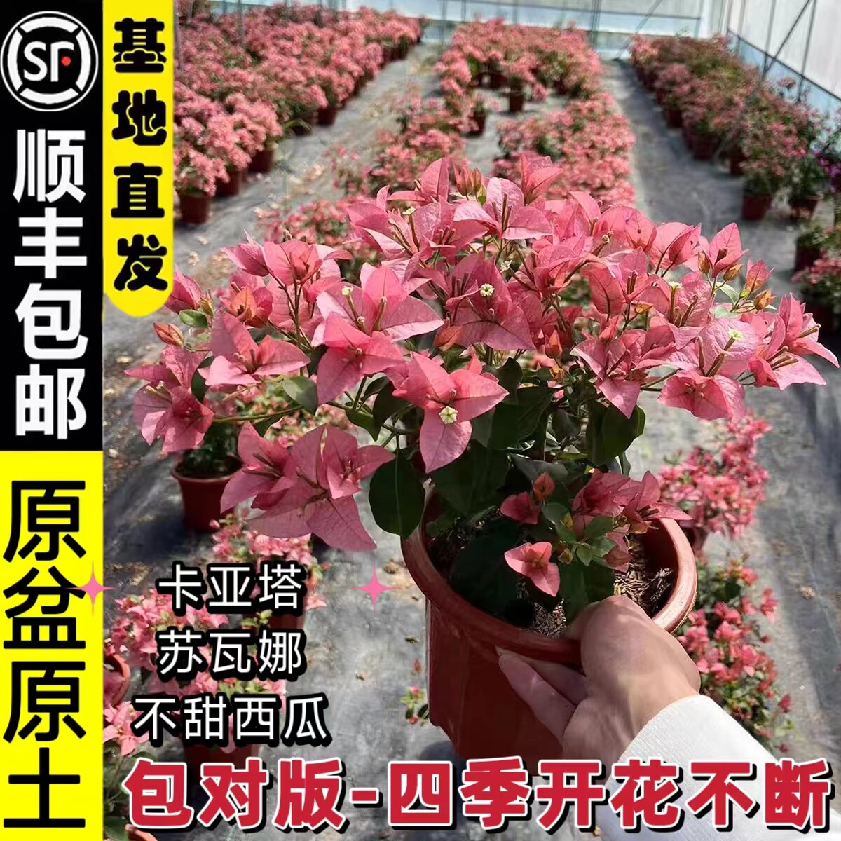 不甜西瓜三角梅原生大苗苏瓦娜卡亚塔四季勤开花爬藤垂丝稀有品种