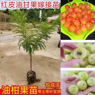 甜油柑果苗树苗嫁接红皮油柑苗南北方种植盆栽地栽果树苗当年结果