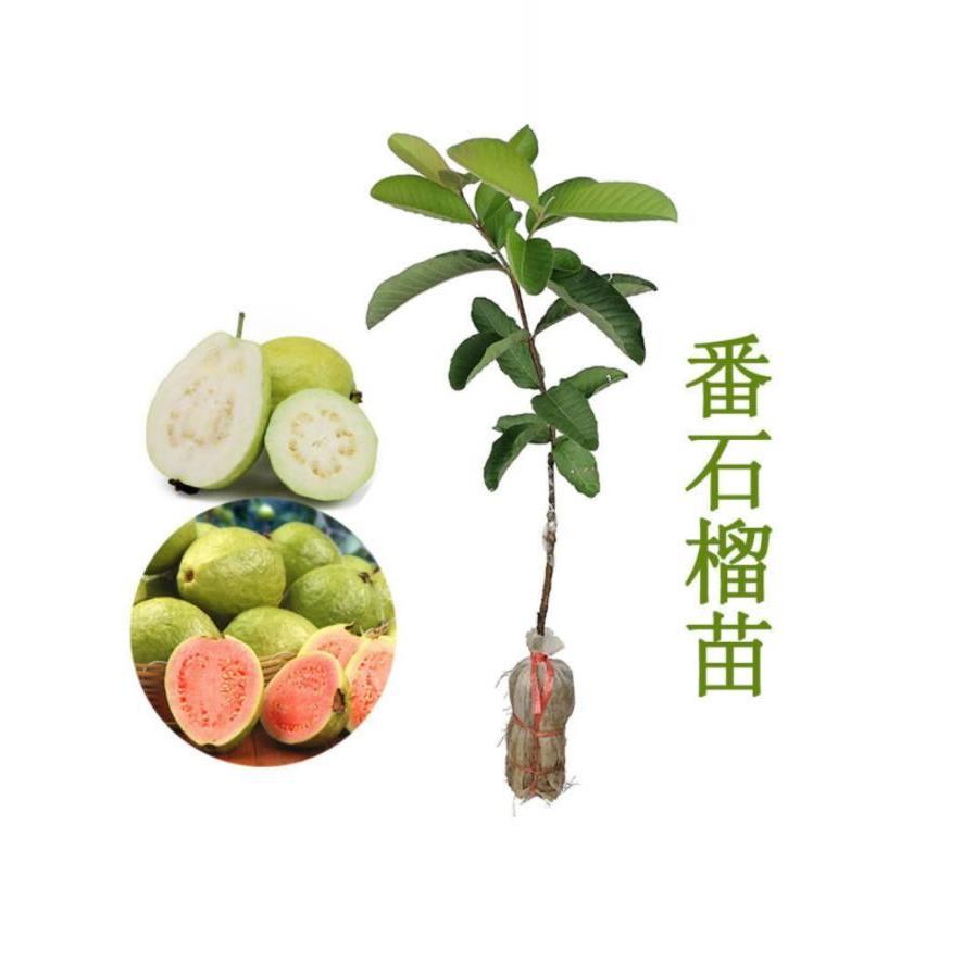 番石榴树果苗嫁接台湾四季番石榴红宝石无籽少籽红心芭乐树苗带土