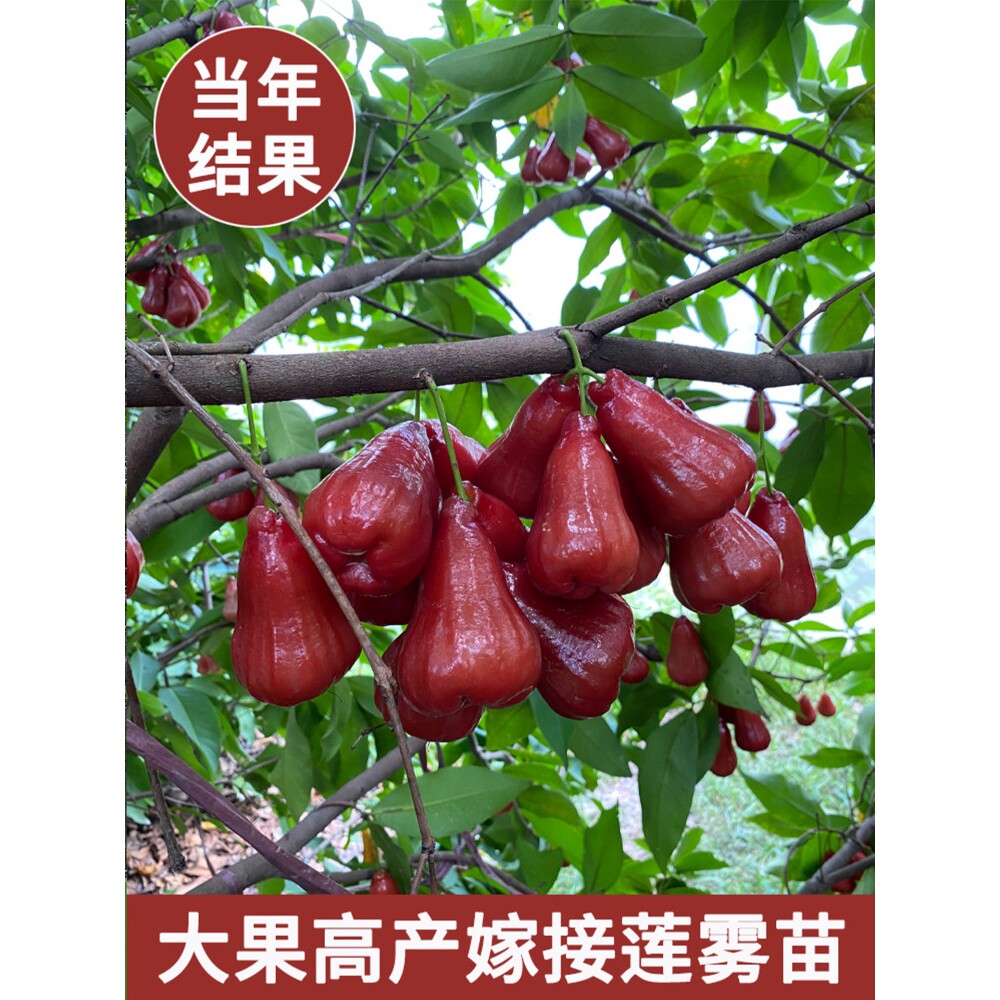 【精品苗】海南黑金刚莲雾树苗盆栽果树高产嫁接苗庭院地栽大果苗