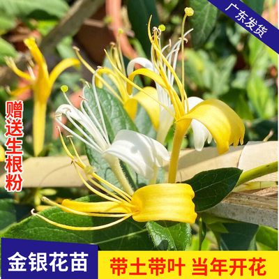 金银花树苗食用爬藤金银花苗盆栽浓香花卉耐寒植物鸳鸯藤四季开花