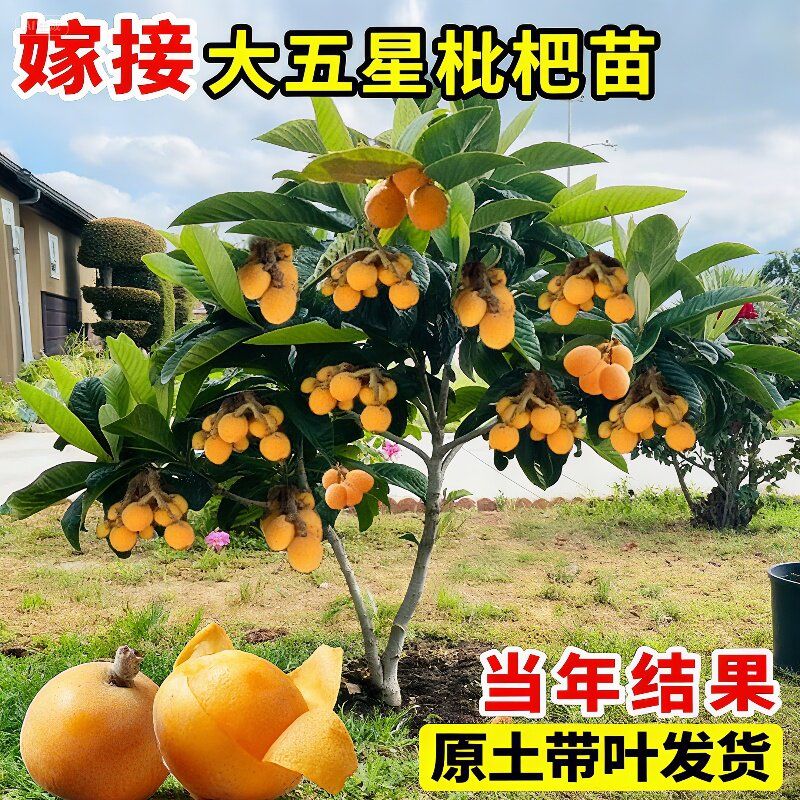大五星枇杷苗树无核琵琶果树苗嫁接苗盆栽南方水果树果苗大果种植