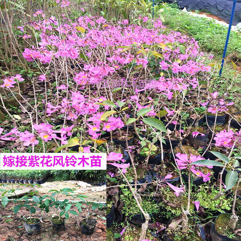 正宗紫花风铃木多花紫花风铃苗嫁接紫花风铃木树苗多花绣球风铃