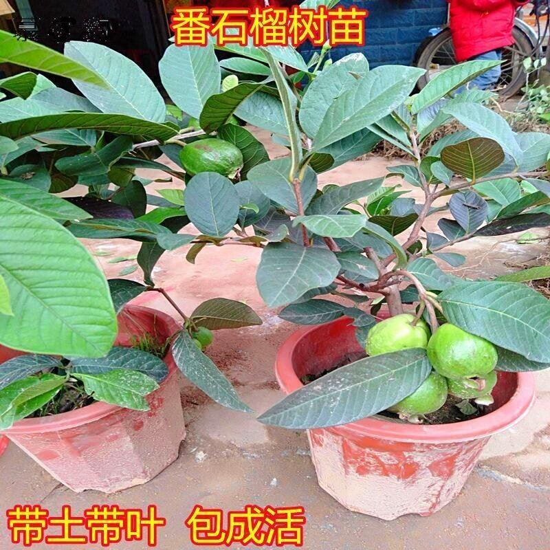 番石榴树苗嫁接果树苗南方种植芭乐树苗红心白心阳台庭院盆栽四季
