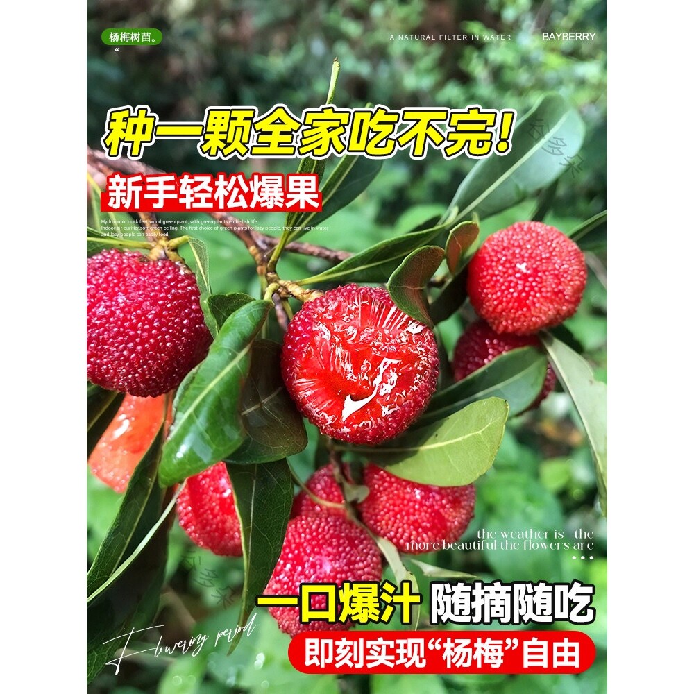 正宗嫁接东魁杨梅树树苗杨梅苗南北方种植地栽果树苗当年结果特大