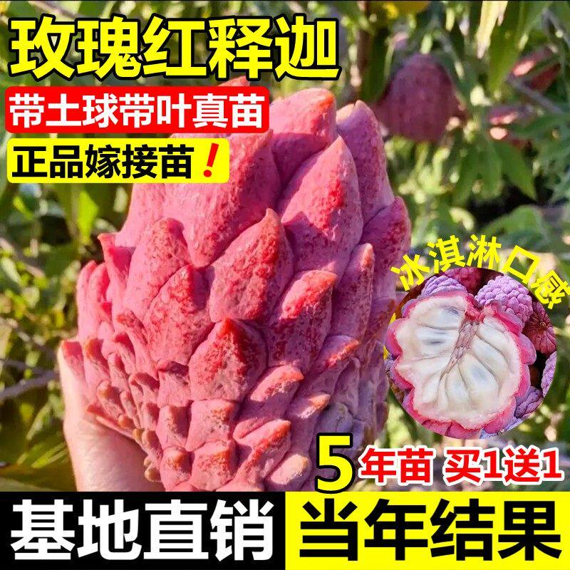 玫瑰红释迦果嫁接苗牛奶台湾凤梨释迦番荔枝释迦林檎南北方果树苗