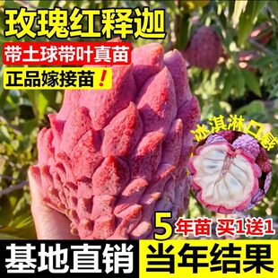 玫瑰红释迦果嫁接苗牛奶台湾凤梨释迦番荔枝释迦林檎南北方果树苗