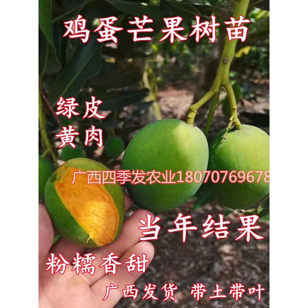 鸡蛋芒果苗皮薄蜜甜椰香芒果树嫁接苗南北方庭院阳台盆栽常绿果树