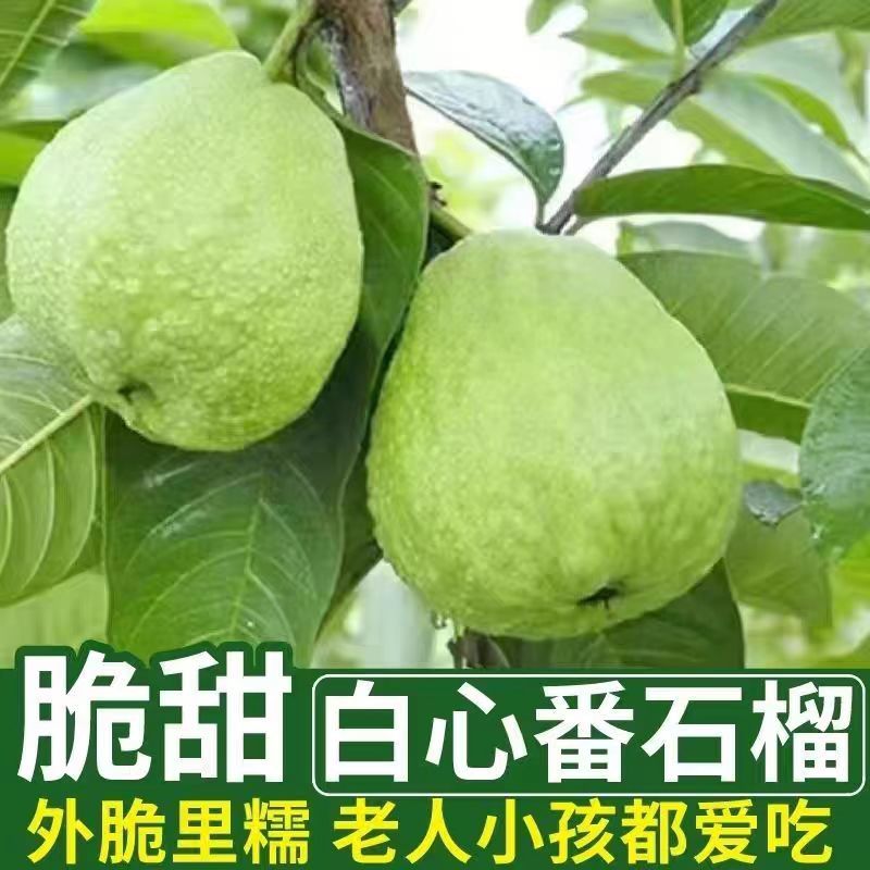 正宗脆甜白心芭乐番石榴红心爽口芭乐番石榴苗四季可盆栽地种
