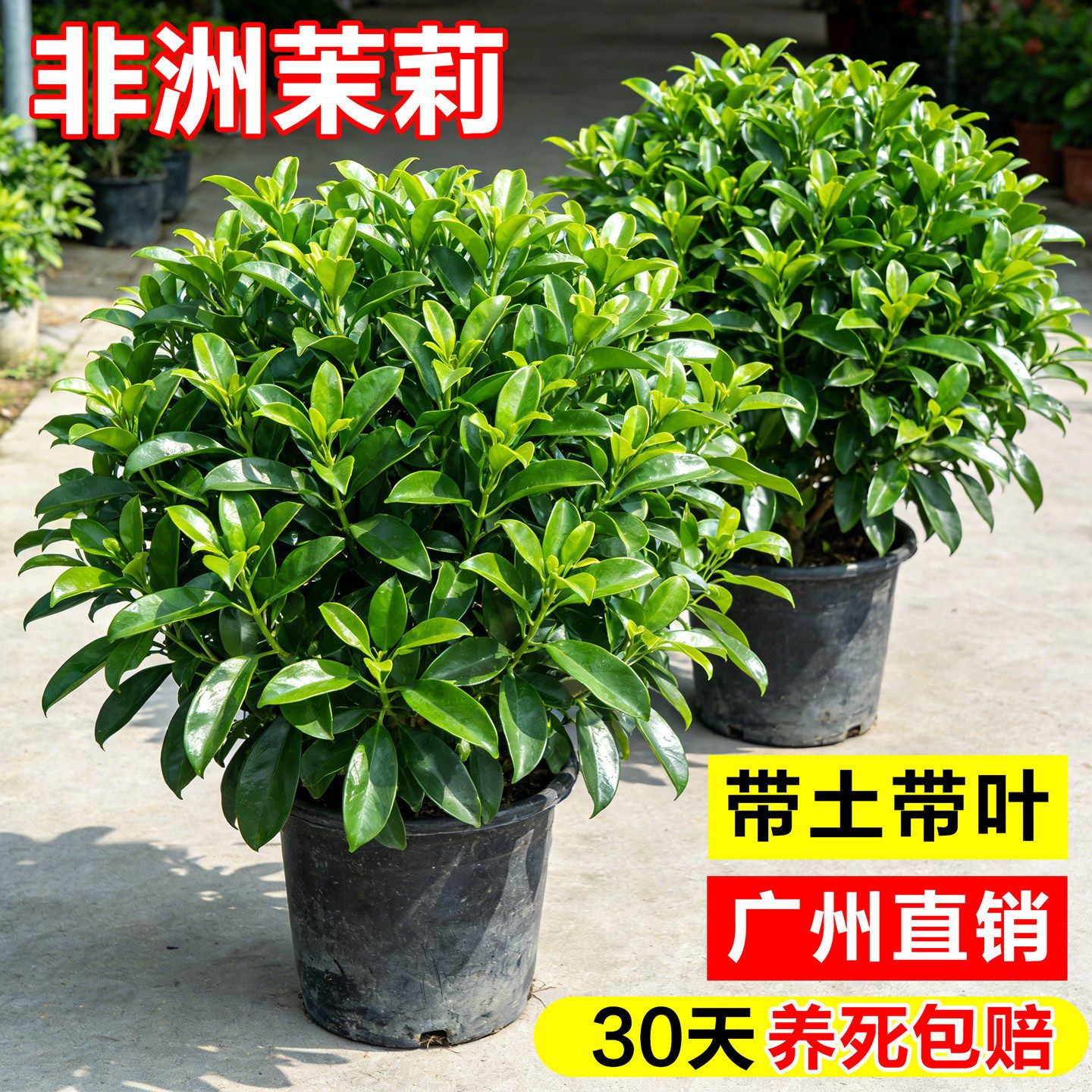 非洲茉莉盆栽室内老桩虎头茉莉工程苗四季常青耐寒好养大型绿植物