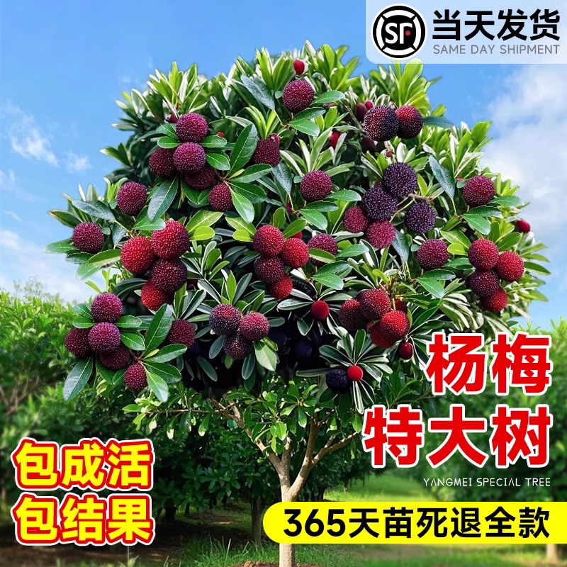 正宗东魁特大杨梅树苗仙居杨梅树嫁接苗南北方种植盆地栽当年结果