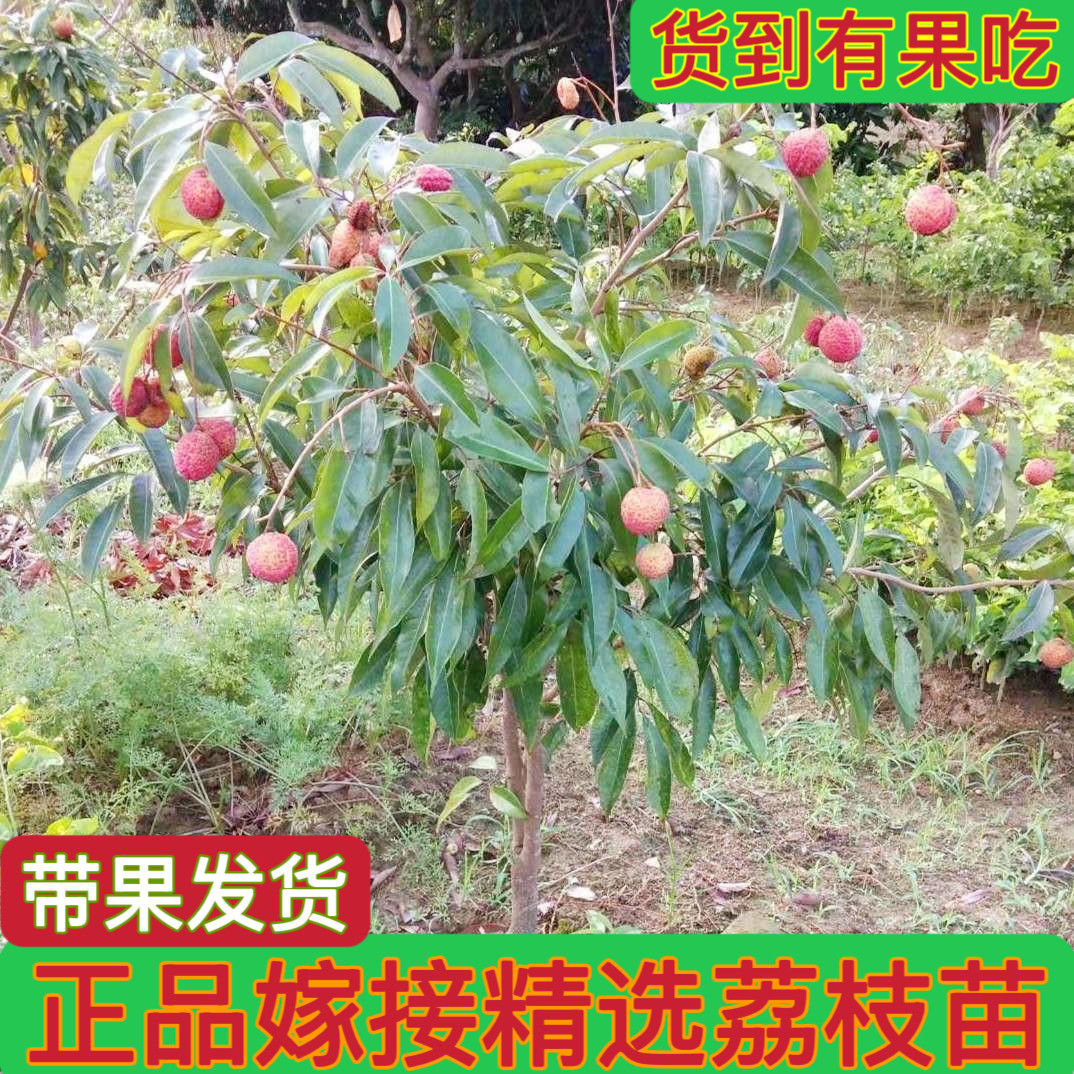嫁接荔枝树苗桂味无核仙进奉荔枝苗南方种植地栽盆栽庭院带果发货