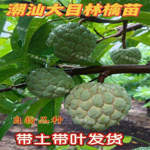 潮汕本地大目林檎苗释迦果苗番荔枝树苗佛头果盆栽果树苗带土带叶