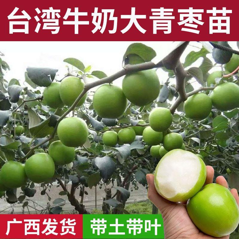 台湾大青枣树苗蜜丝青枣牛奶枣特大嫁接果树苗盆地栽甜脆枣子果苗
