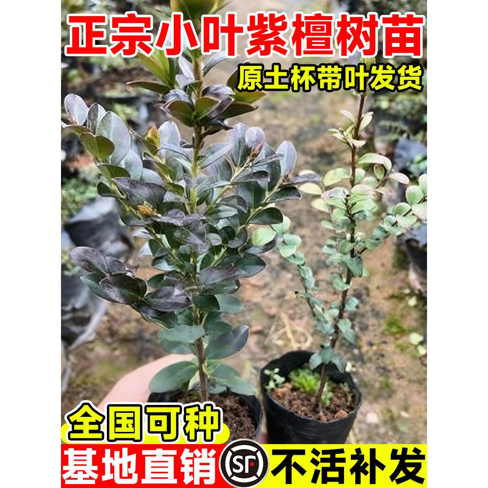 正宗小叶紫檀树苗老桩盆栽金丝楠木沉香庭院四季种植名贵苗木大全