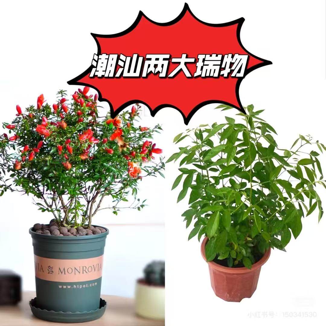 潮汕红花石榴花树盆栽矮化盆景仙抹春吉祥草阳台喜庆吉祥植物花卉