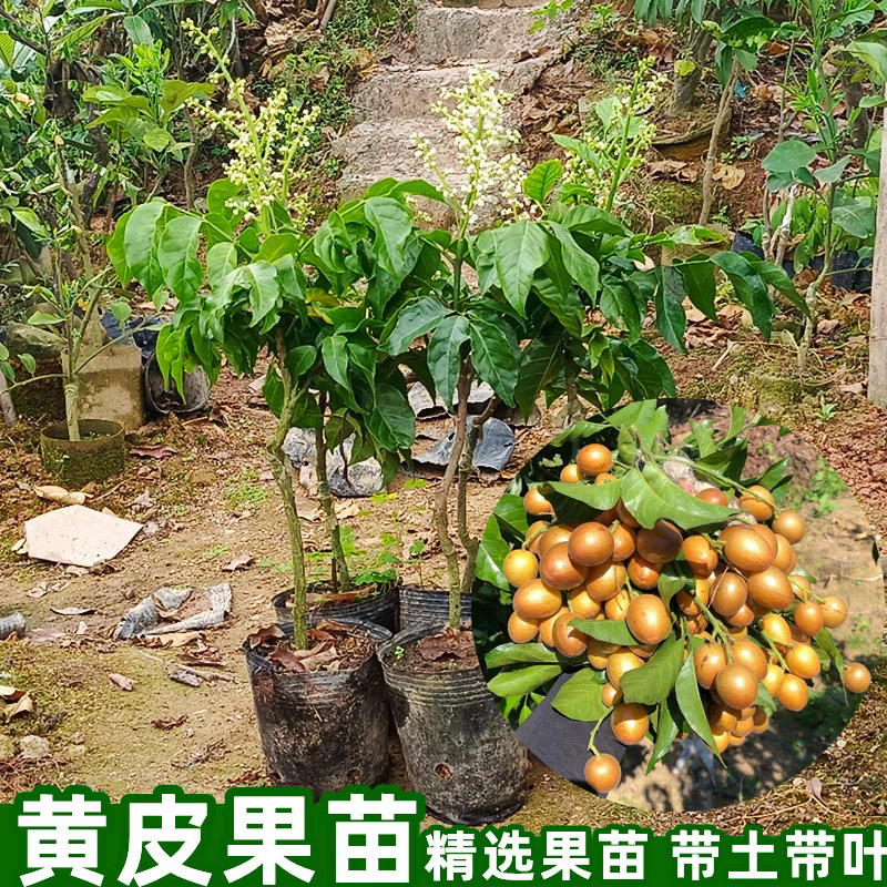 黑金刚黄皮树苗嫁接成活率高，无核黄皮黄皮果苗新品种