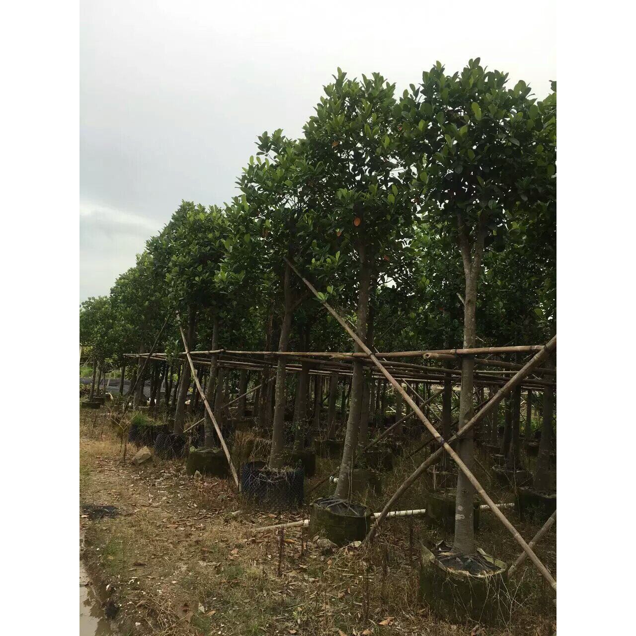 大树菠萝蜜树树菠萝树苗大树园林观景工程用苗绿化树用苗