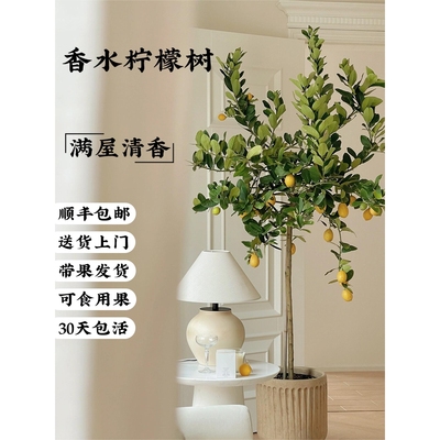 香水柠檬树盆栽四季带果食用植物大型室内客厅绿植网红户外棒棒糖