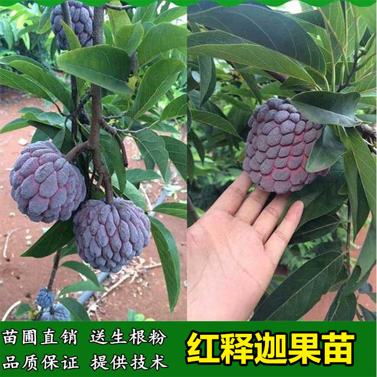凤梨释迦果树苗红皮释迦果树苗蕃荔枝佛头果当年结果盆栽地栽
