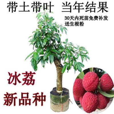 新品种特大带土叶妃子笑桂味增城挂绿无核荔枝树南方种植盆栽