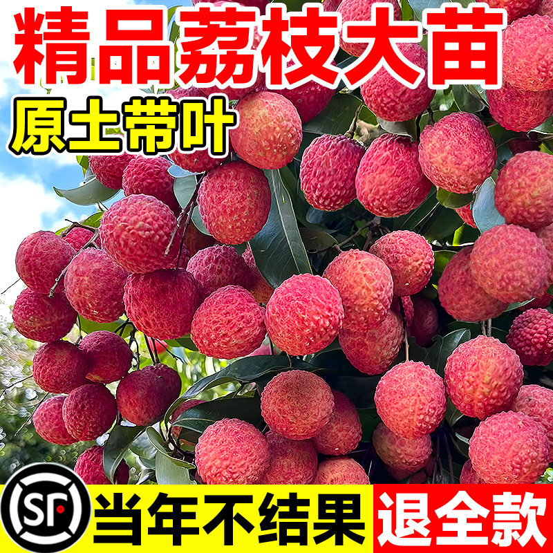 荔枝树苗嫁接无核桂味特大果树果苗盆栽车厘子南北方种植庭院地栽