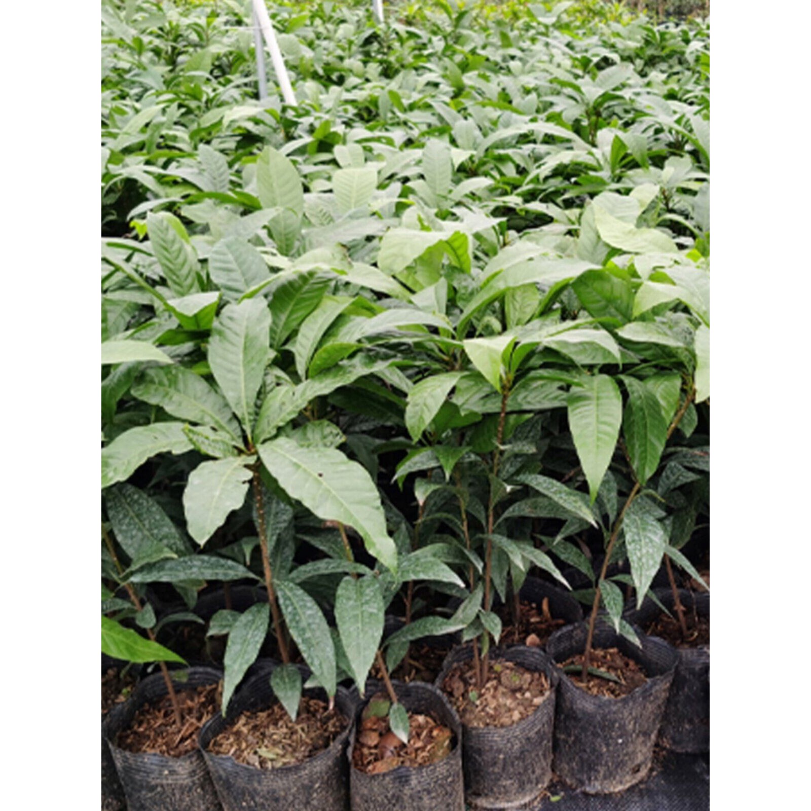 农科院选育蛋黄果苗树鸡蛋果树水果树南方种植四季广东种植盆栽庭