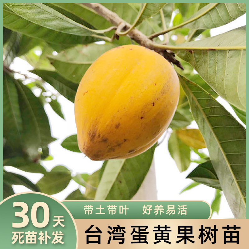 蛋黄果树苗鸡蛋果台湾仙桃新奇水果苗盆栽阳台四季当年结果南方种