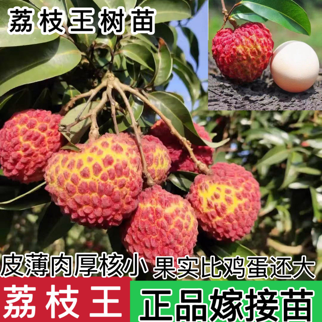 正品嫁接海南荔枝王特大火山荔枝王果树苗南方种植盆地栽当年结果
