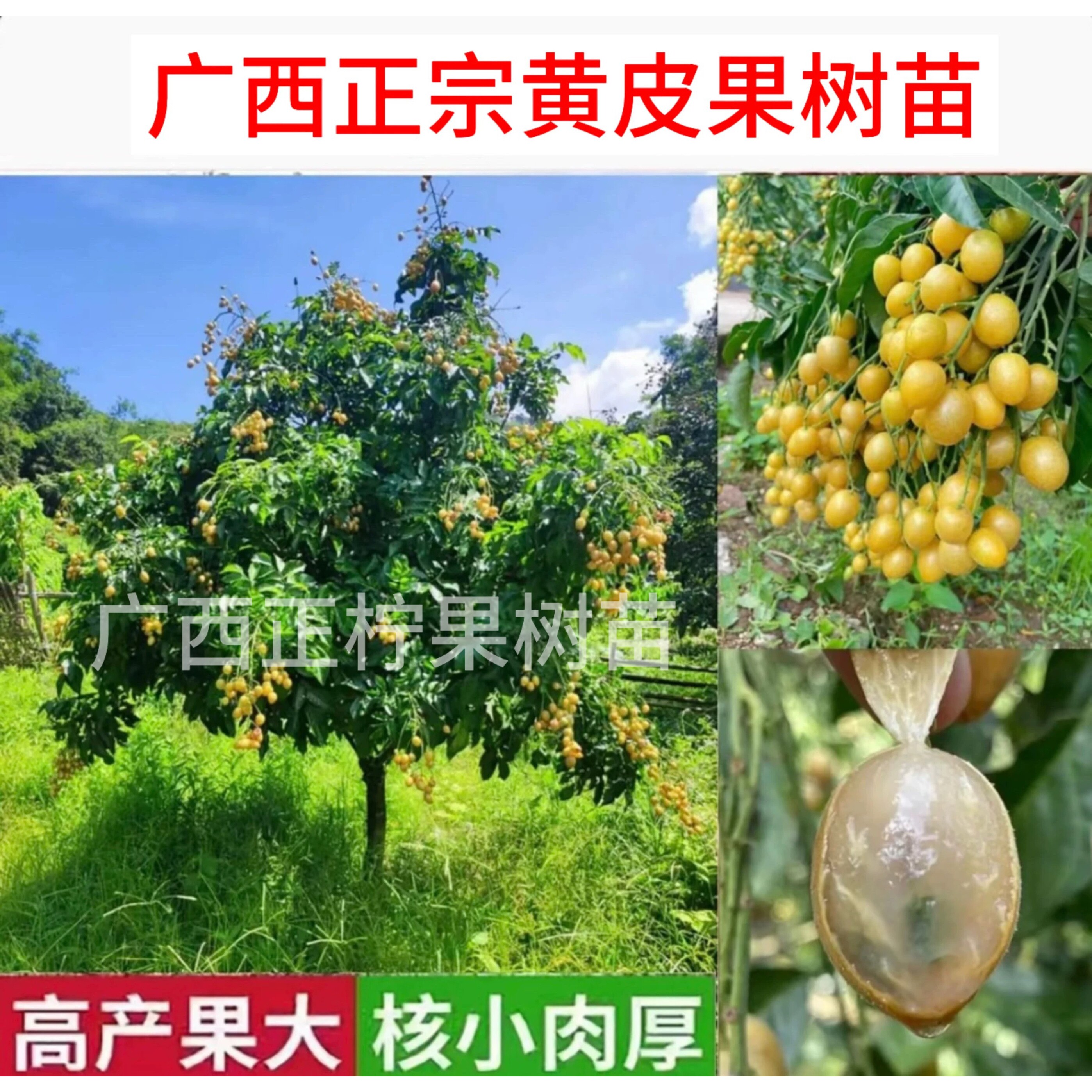 黄皮果苗大鸡心无核嫁接甜水果树苗阳台盆栽南方种植广西庭院地栽