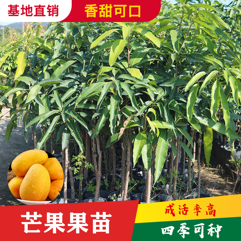 芒果果树苗当年结果金煌芒红贵妃水果树苗嫁接南方种植北方四季芒