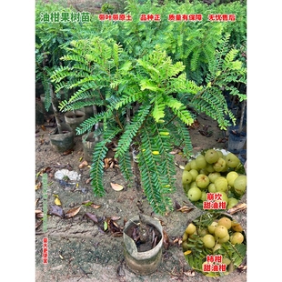 油柑果树苗潮汕嫁接柿饼柑果苗牛柑子果树盆栽余柑苗油干甜油柑苗