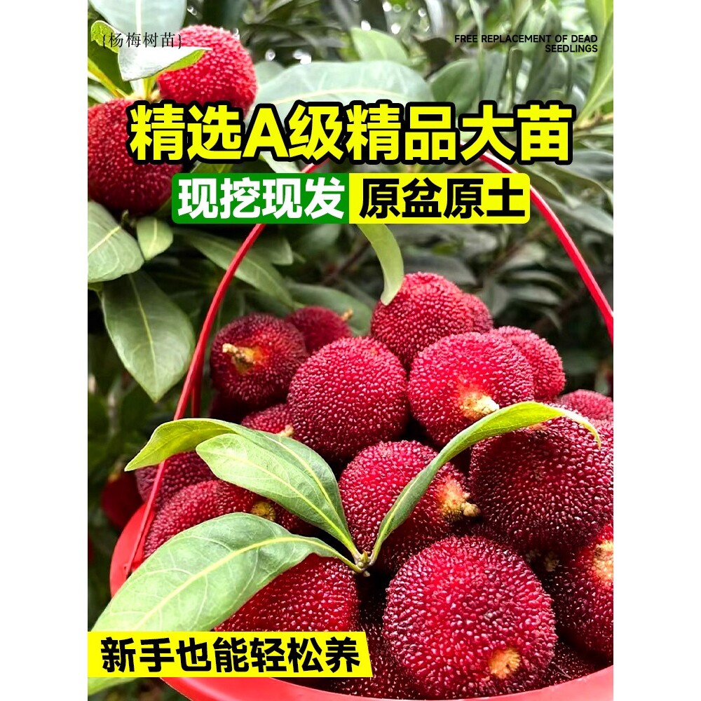 杨梅苗树苗正宗嫁接东魁杨黑炭梅苗盆栽南方地栽特大果苗当年结果