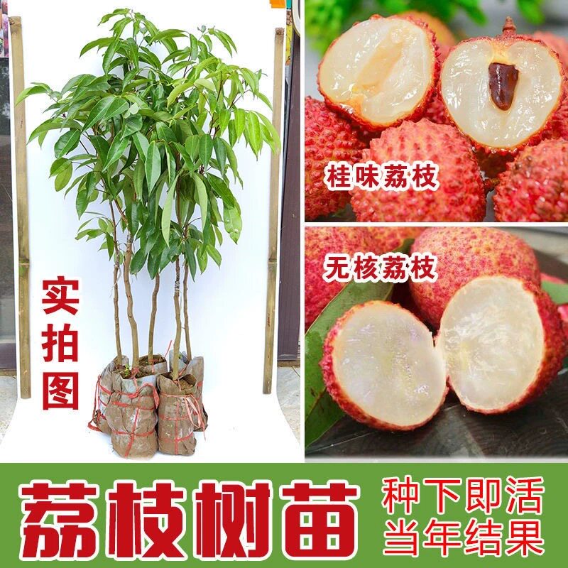 正宗糯米糍荔枝树苗仙进奉嫁接果苗南方种植妃子笑桂味荔枝苗带土