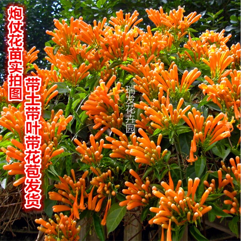 四季攀爬植物油麻藤爬藤炮仗花苗攀援花卉红爆竹花围墙花当年开花