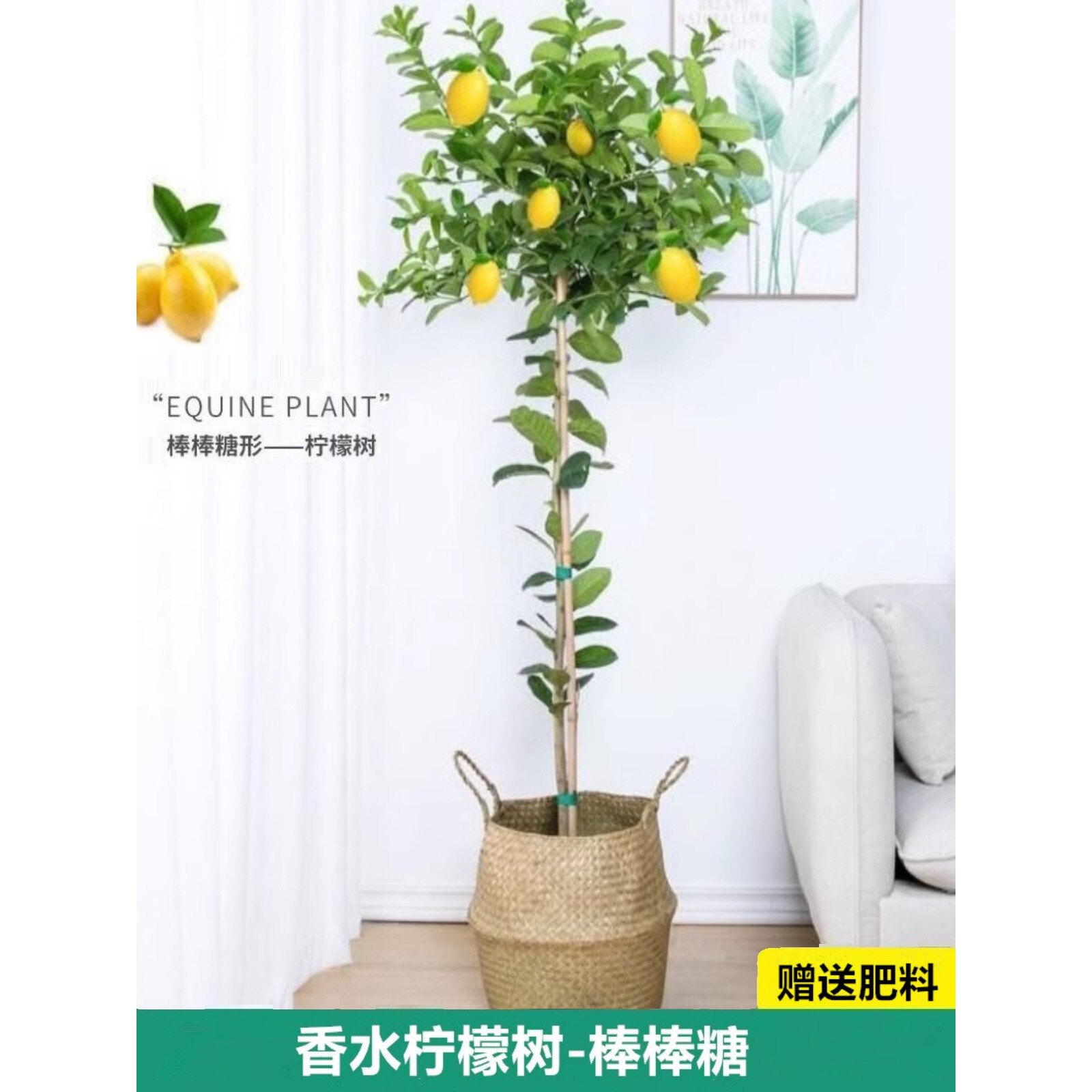 香水柠檬树盆栽北欧风棒棒糖型室内绿植带果高杆地栽植物庭院开花