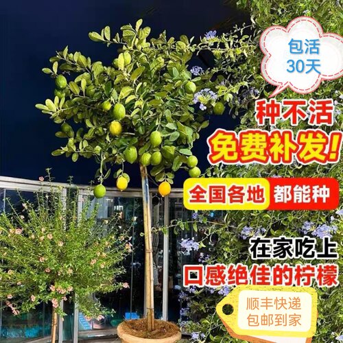 广东四季香水柠檬树盆栽地栽常青阳台庭院露台植物常绿芳香绿植