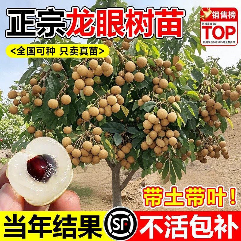 龙眼树苗嫁接盆栽水果树苗储良桂圆石硖南方四季种植地栽当年结果