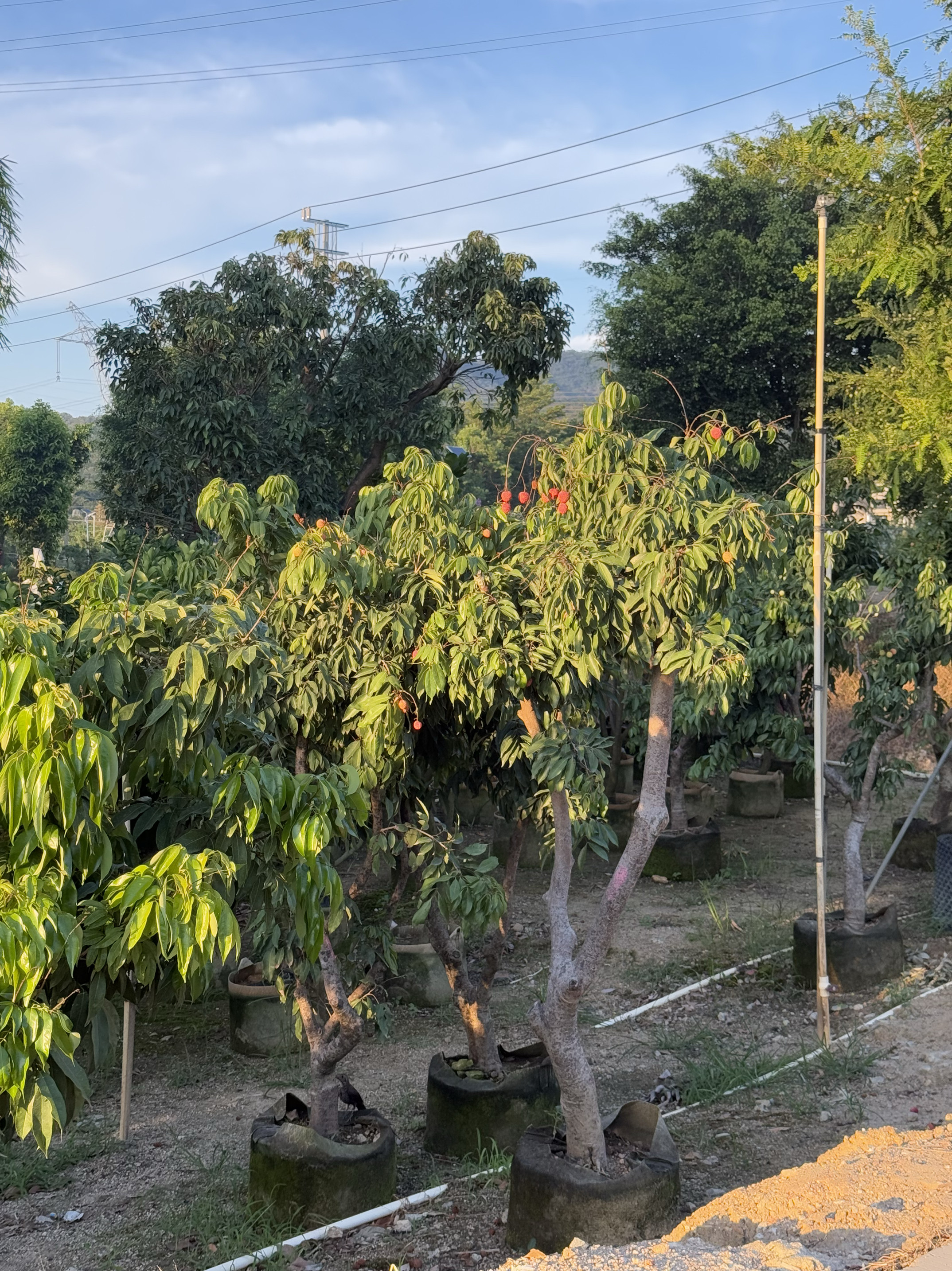 【老桩】菠萝蜜树树苗嘉宝果苗荔枝老桩莲雾油甘芒果橄榄树基地