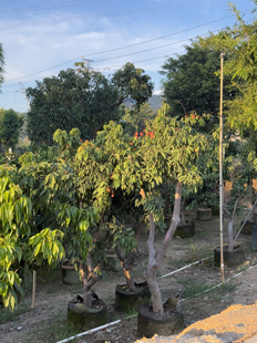 【老桩】菠萝蜜树树苗嘉宝果苗荔枝老桩莲雾油甘芒果橄榄树基地