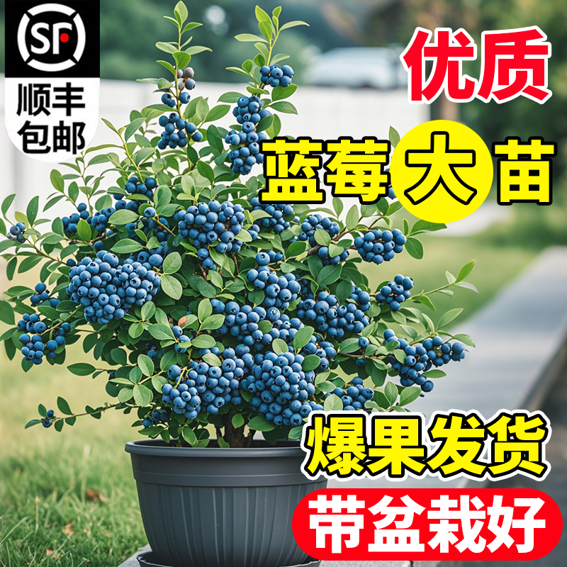 蓝莓树果树盆栽带果发货特大号南北方种植正宗四季蓝莓盆栽果树树