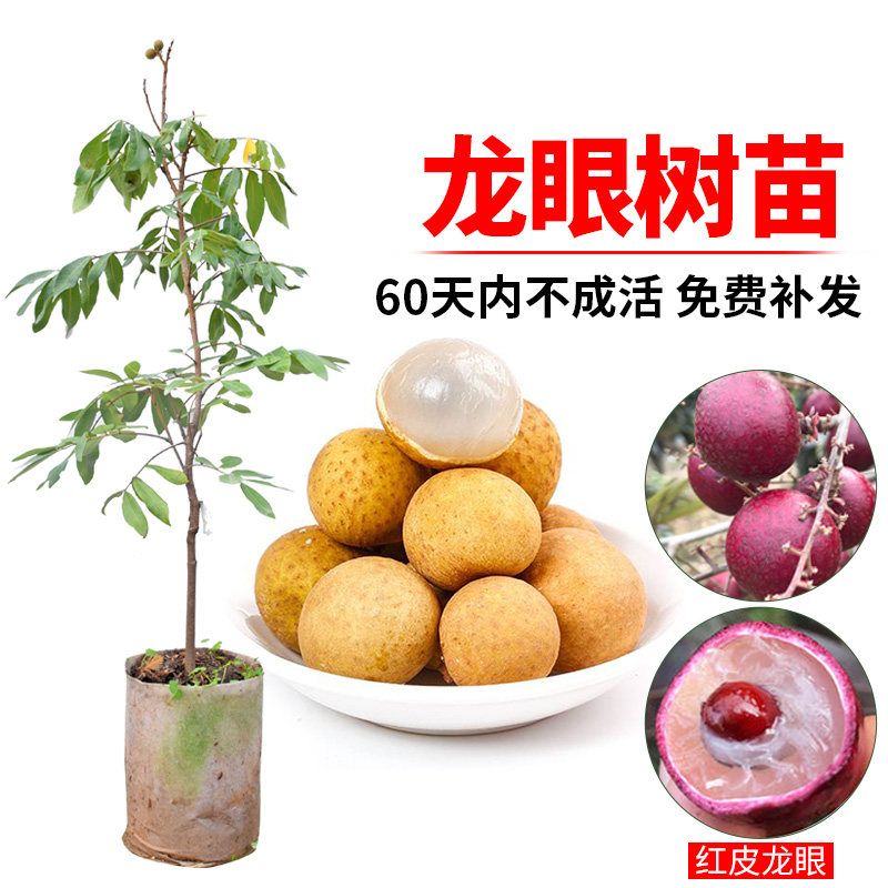 龙眼苗树苗四季龙眼苗石硖嫁接桂圆苗果树苗广西南方当年结果盆栽