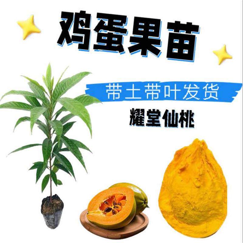 耀堂仙桃苗 正宗蛋黄果苗树苗带果发货鸡蛋果苗四季种植当年结果