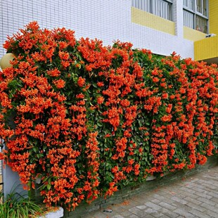 耐寒凌霄花苗爬藤植物盆栽庭院阳台炮仗花大苗卉好养绿植