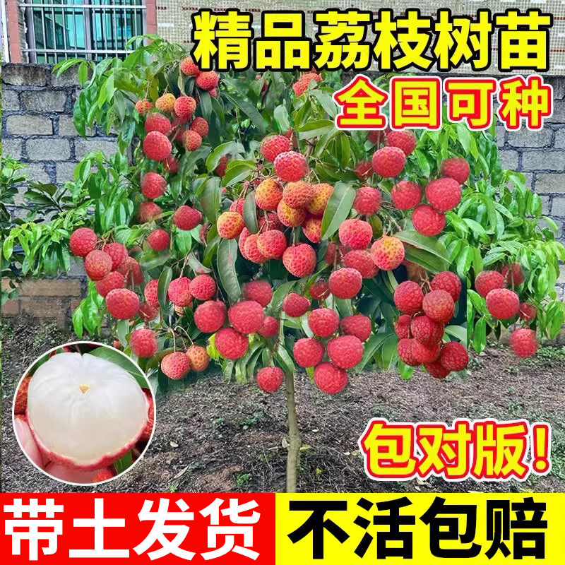 荔枝树嫁接果树无核桂味妃子笑特大号南北方庭院盆栽四季水果苗